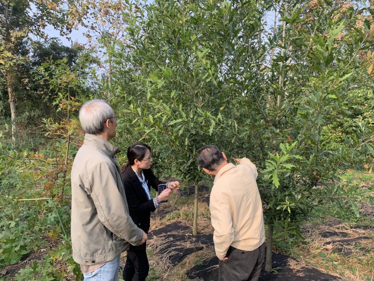 祝贺苏州·园区园林林木新品种通过专家现场审查